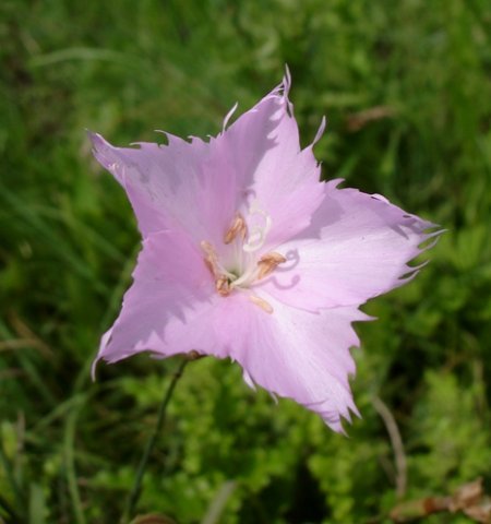 Dianthus zeyheri flower